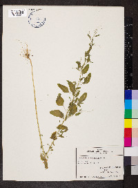 Chenopodium standleyanum image