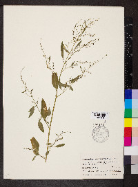 Chenopodium standleyanum image