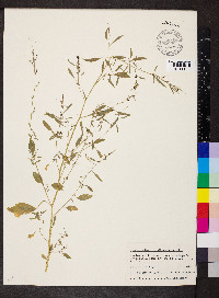 Chenopodium standleyanum image