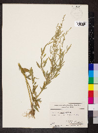 Chenopodium standleyanum image