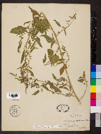 Chenopodium berlandieri image