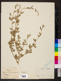 Chenopodium strictum image