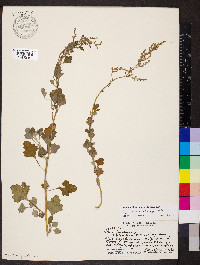 Chenopodium oahuense image