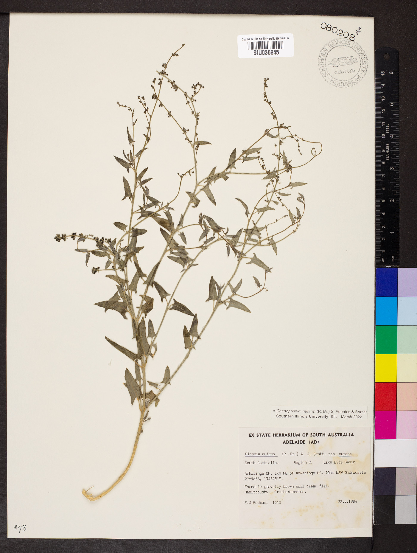 Chenopodium nutans image