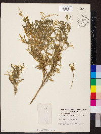 Chenopodium preissii image