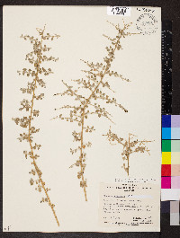 Chenopodium spinescens image