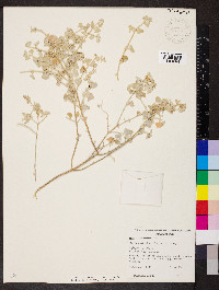 Chenopodium spinescens image