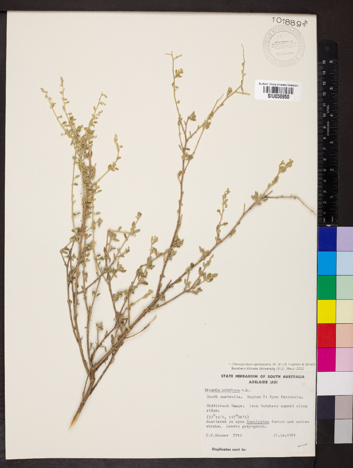 Chenopodium spinescens image