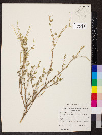 Image of Chenopodium spinescens
