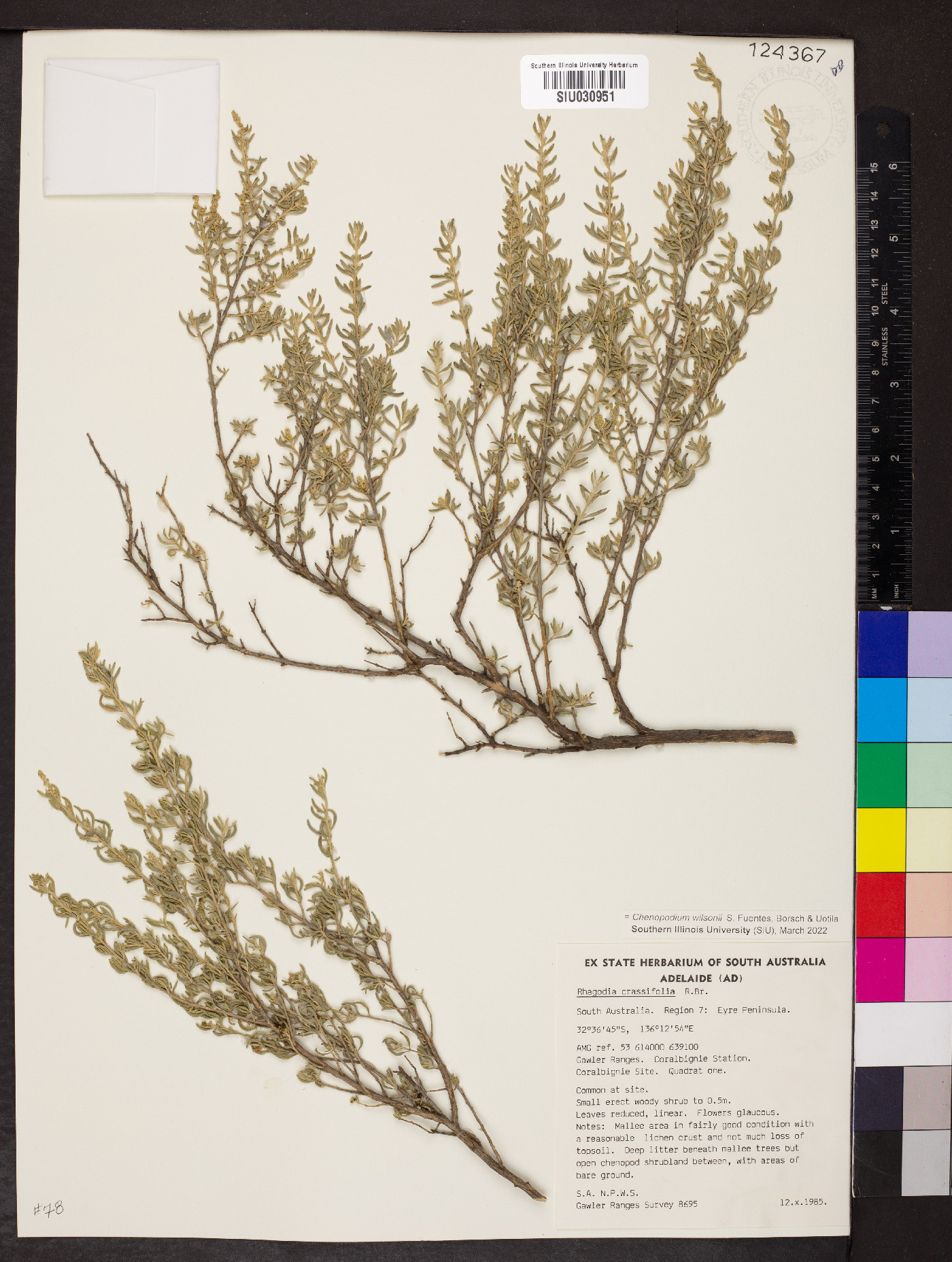 Chenopodium wilsonii image