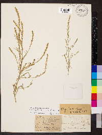 Corispermum americanum image