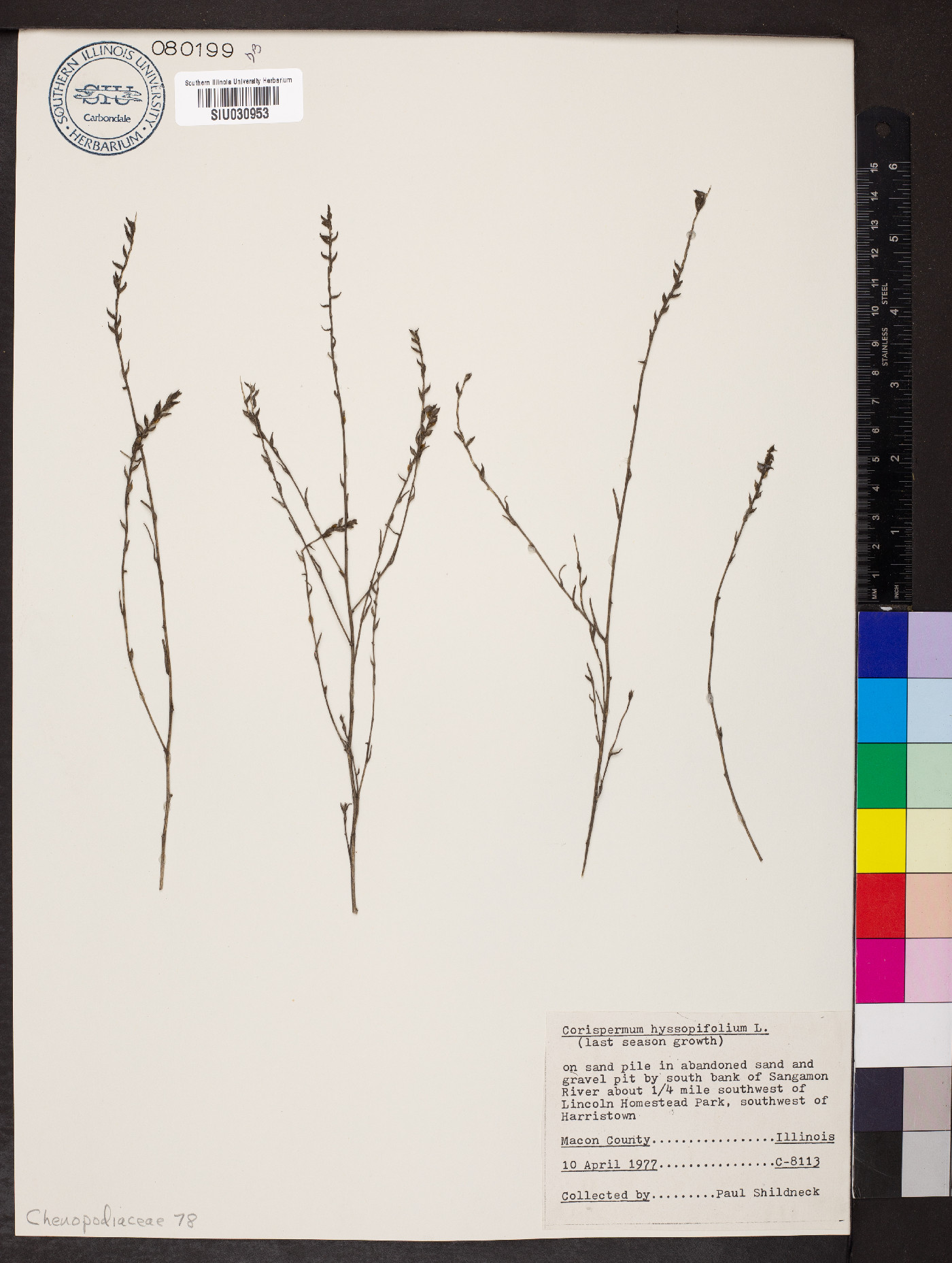 Corispermum hyssopifolium image