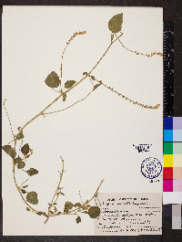 Digera muricata image