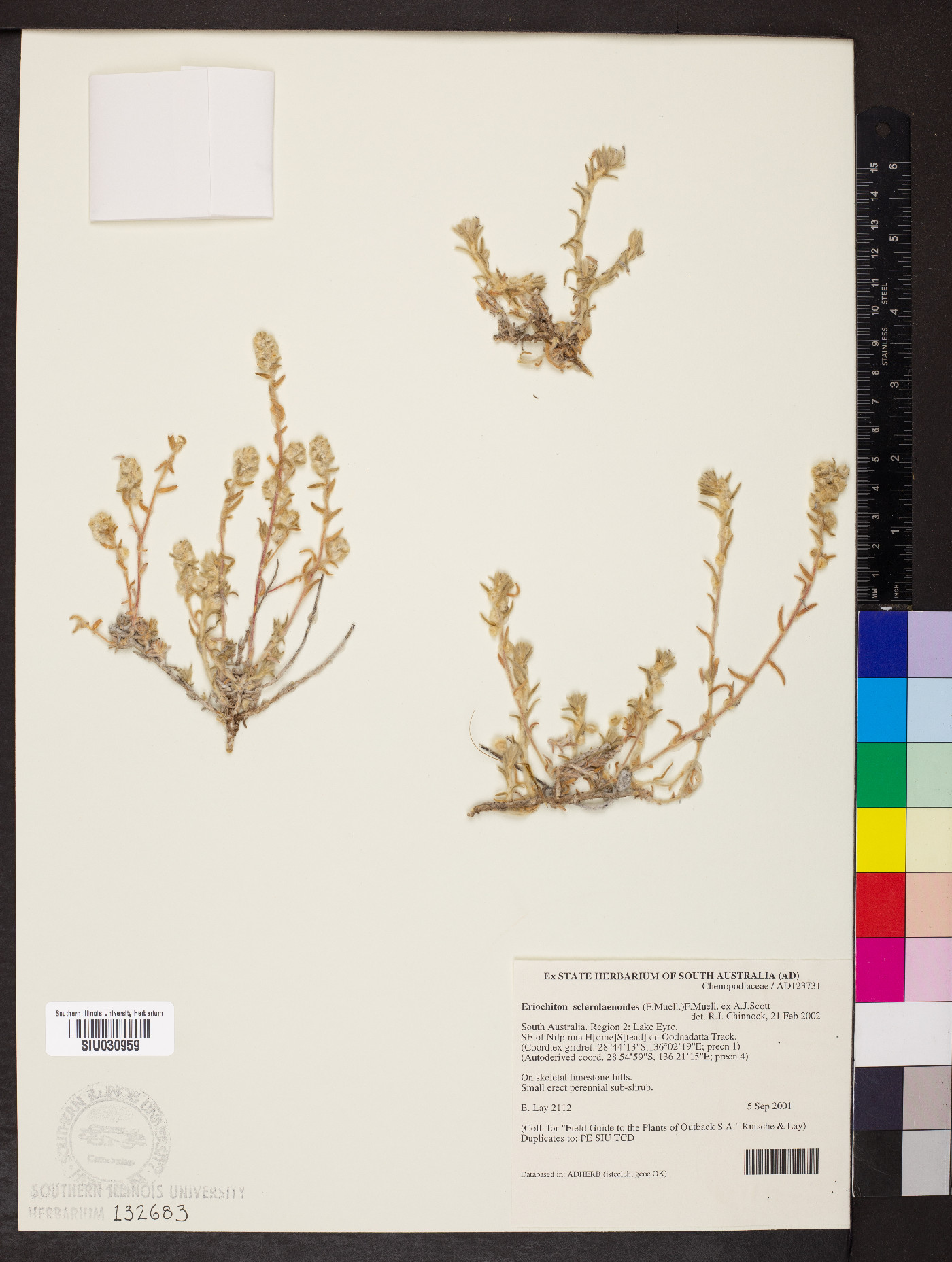 Maireana sclerolaenoides image