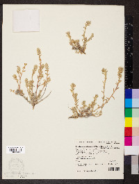 Maireana sclerolaenoides image