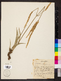Gomphrena graminea image
