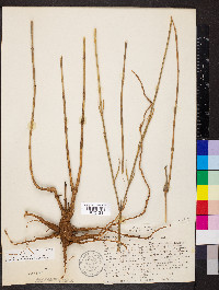 Gomphrena virgata image