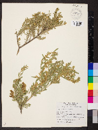 Grayia spinosa image