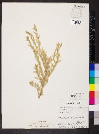 Grayia spinosa image