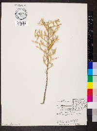 Grayia spinosa image