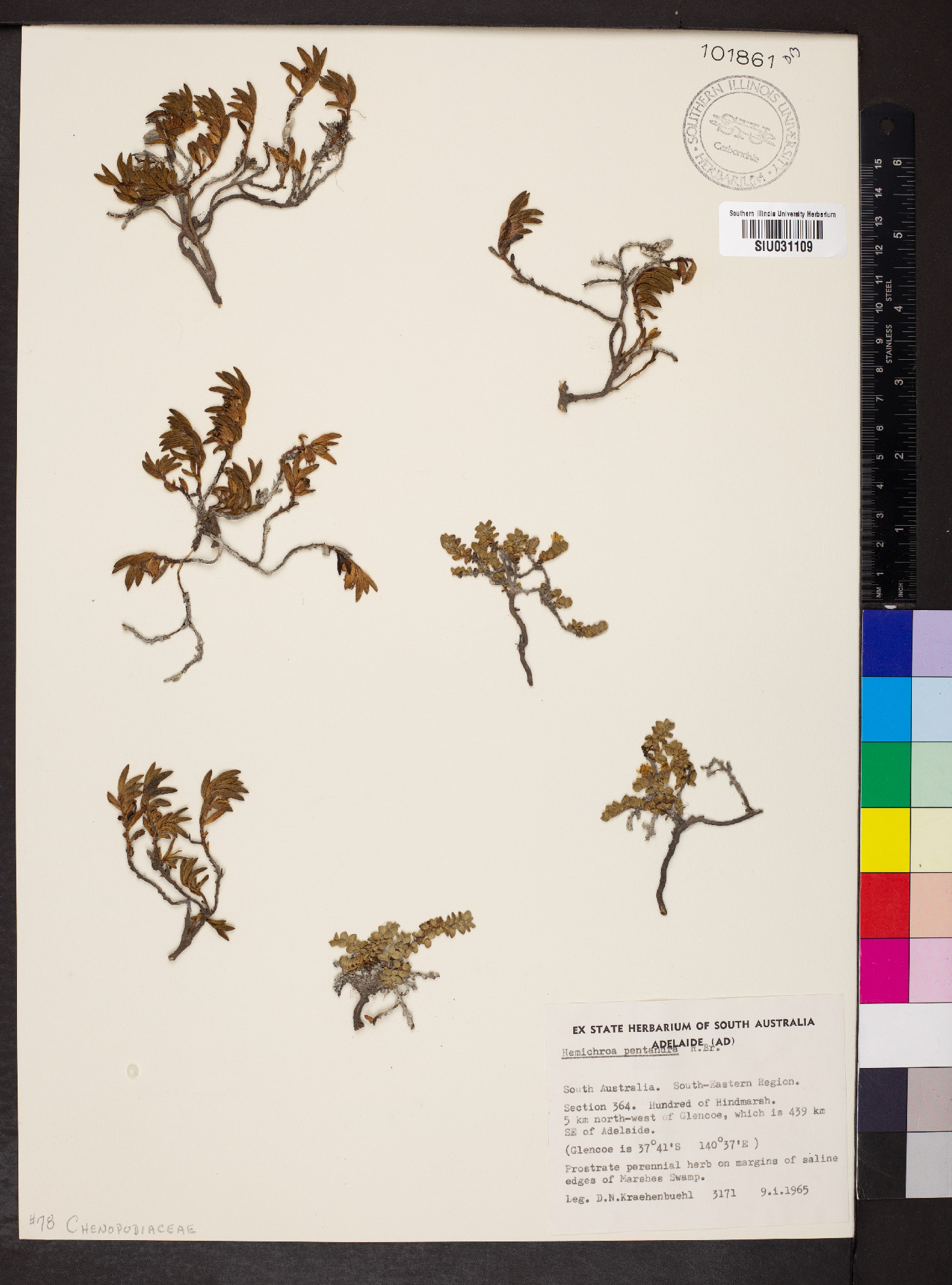 Hemichroa pentandra image