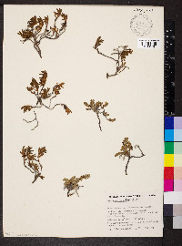 Media resource of Hemichroa pentandra