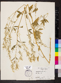 Iresine rhizomatosa image