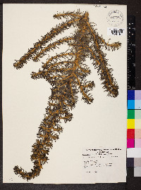 Maireana pentatropis image