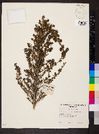 Maireana pentatropis image