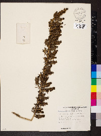 Maireana pentatropis image