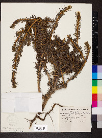 Maireana pentatropis image