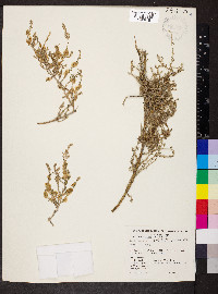 Maireana appressa image