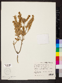 Maireana eriantha image