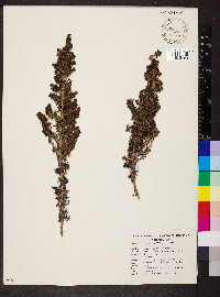 Maireana erioclada image