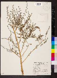 Maireana microcarpa image