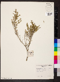 Maireana oppositifolia image