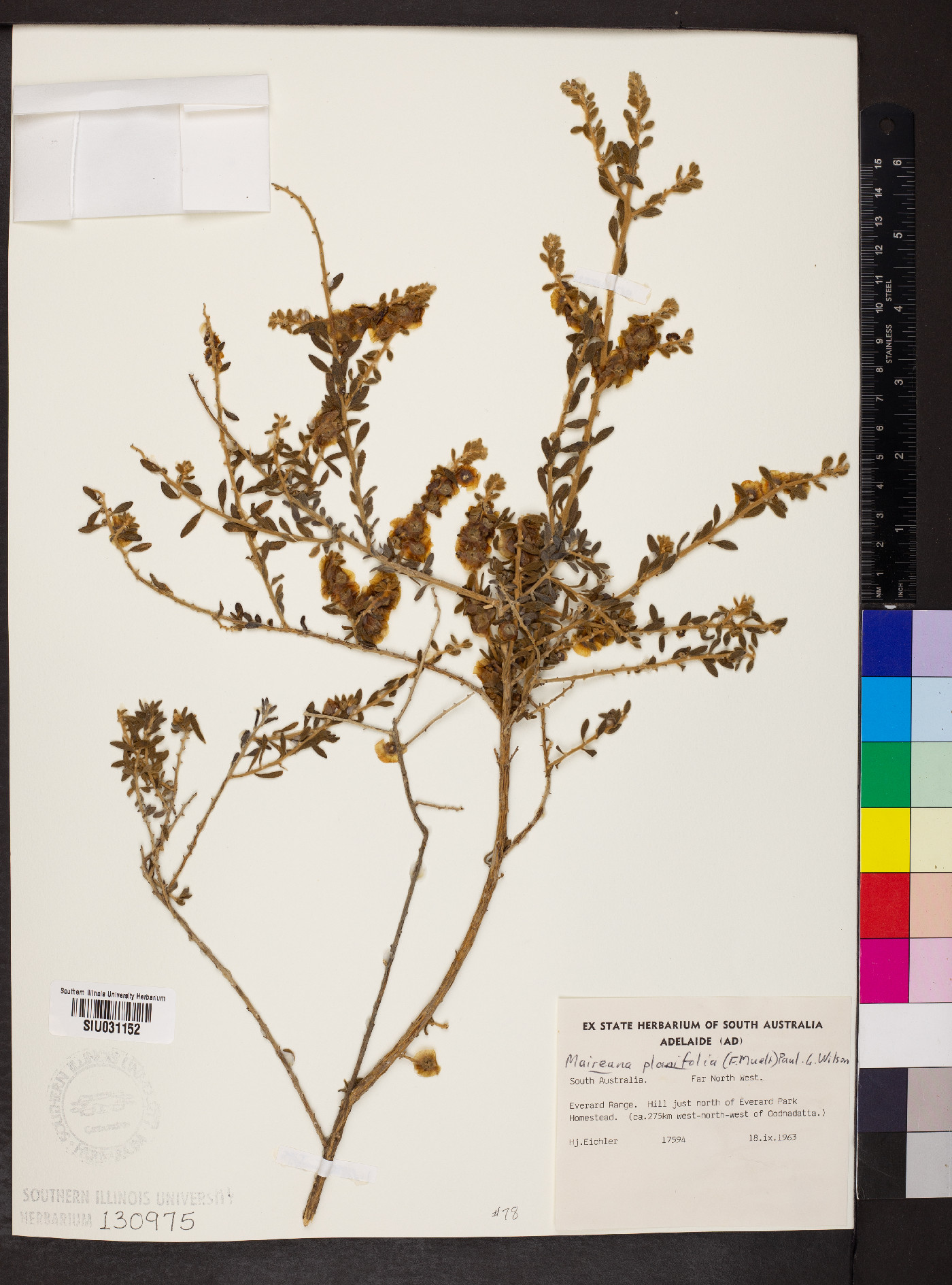 Maireana planifolia image