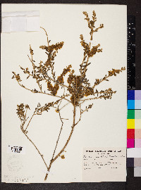 Maireana planifolia image