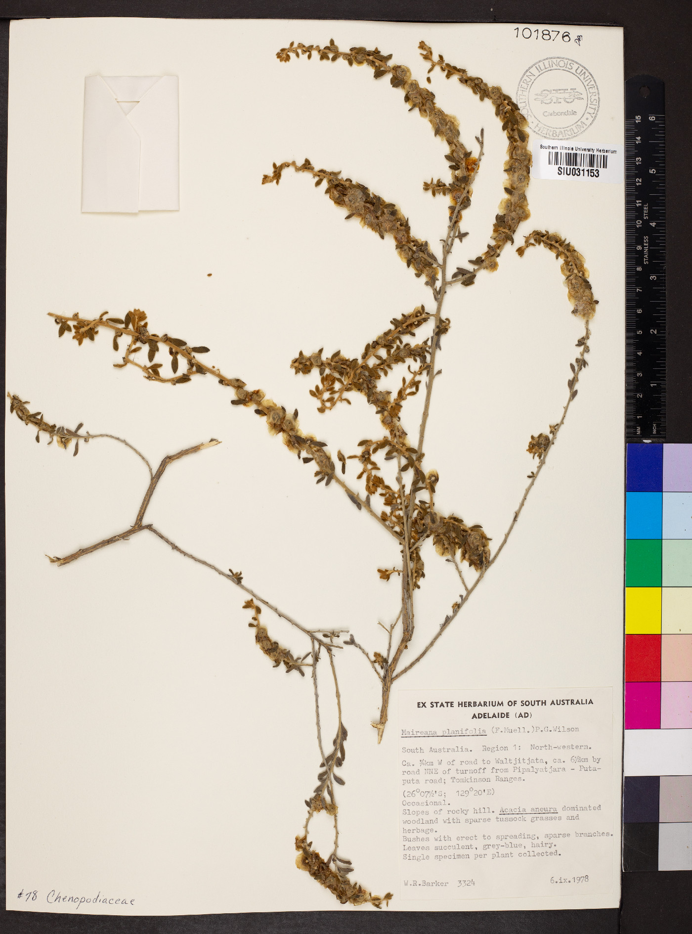 Maireana planifolia image