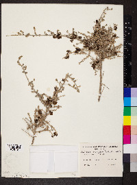 Maireana pyramidata image