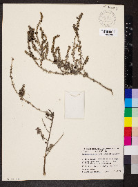 Maireana trichoptera image