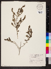 Maireana trichoptera image