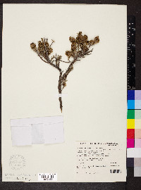 Maireana triptera image