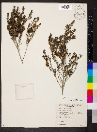Maireana turbinata image