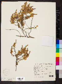 Maireana turbinata image