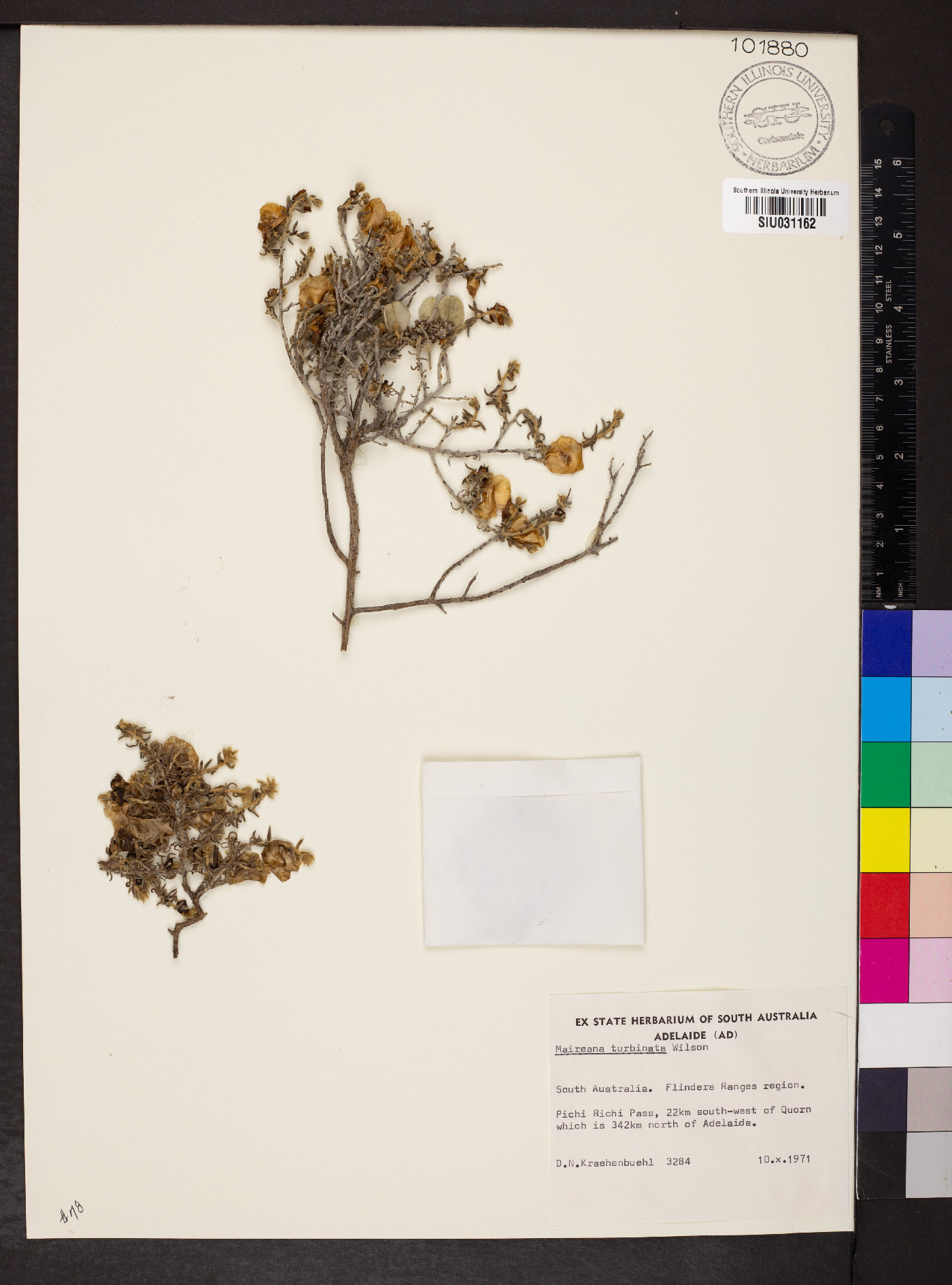Maireana turbinata image