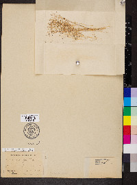 Micromonolepis pusilla image