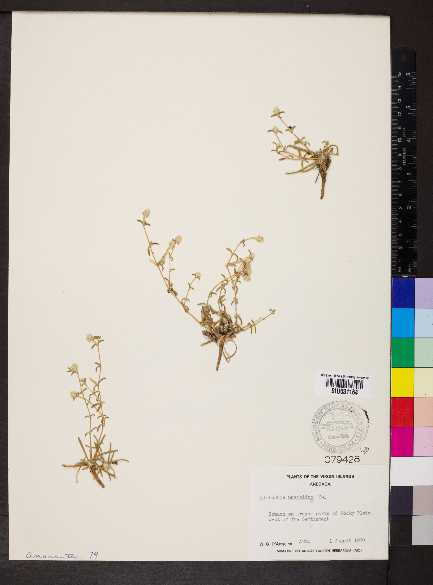 Lithophila muscoides image