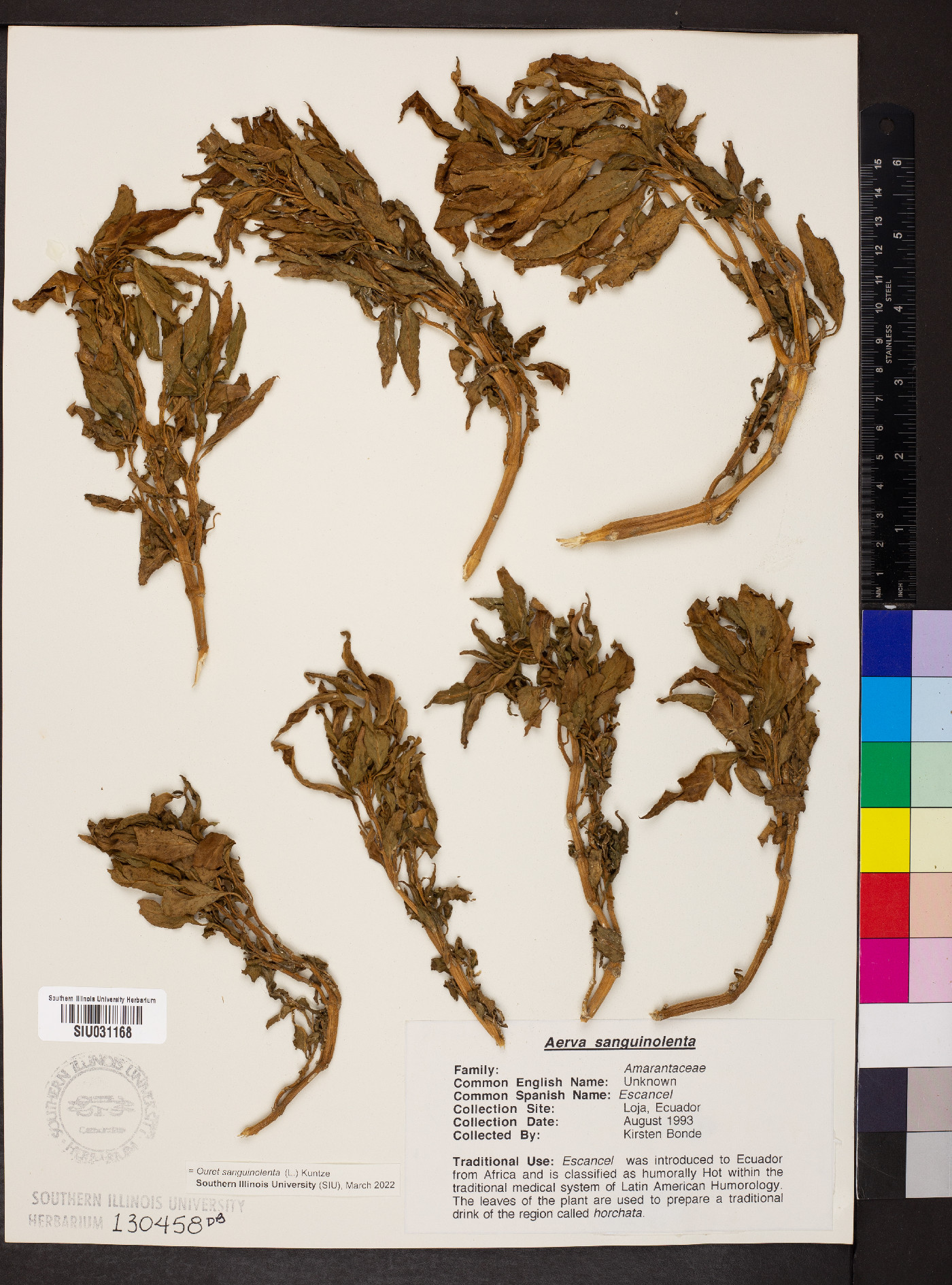 Ouret sanguinolenta image