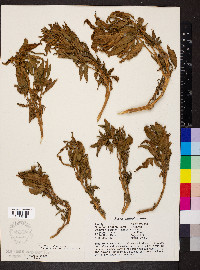 Media resource of Ouret sanguinolenta